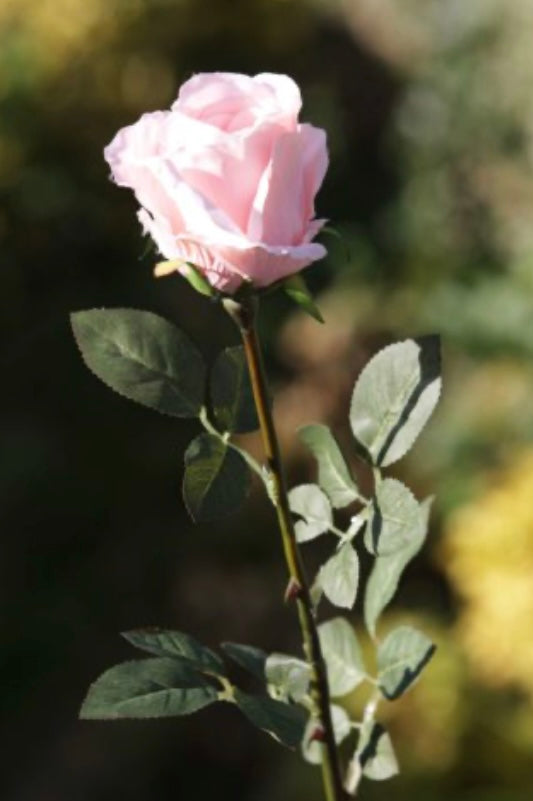 Large Bud Rose Blush Pink