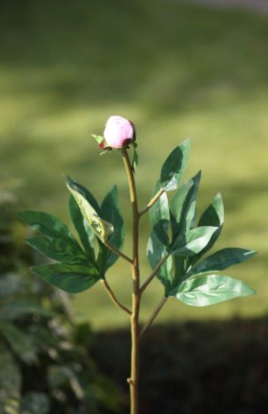 Japanese Peony Bud Blush Pink