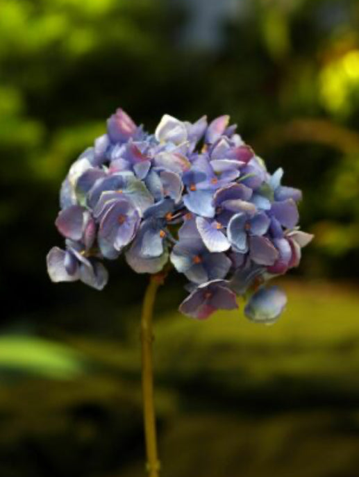 Purple Hydrangea