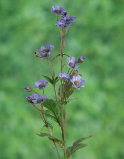 Mauve Daisy Stem