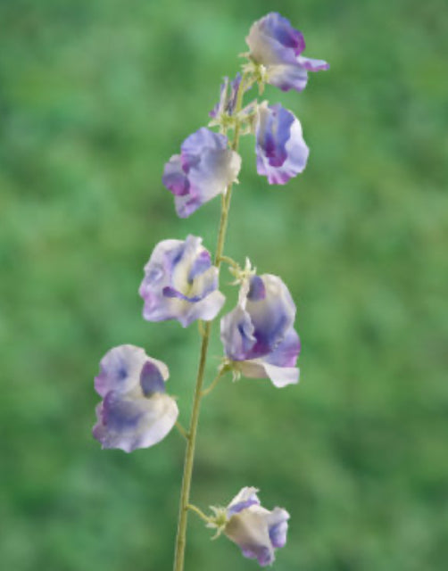 Lilac Sweet Pea Stem