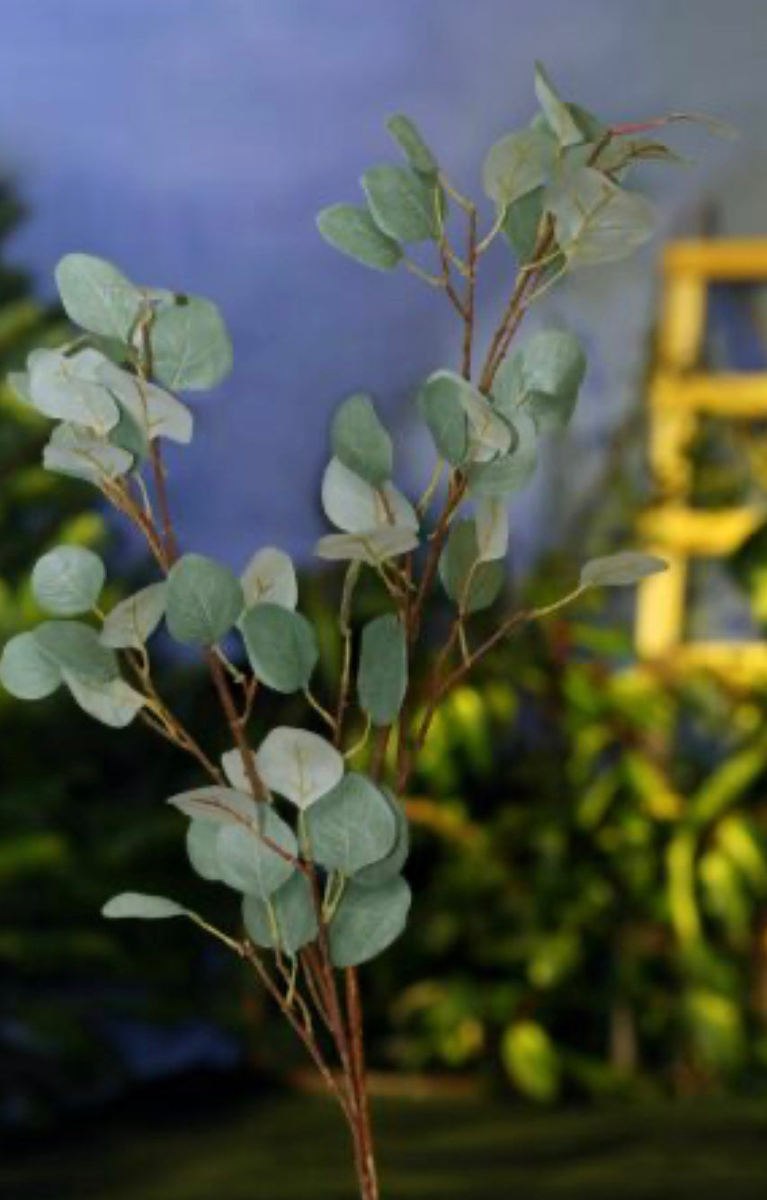 Eucalyptus Long Stem