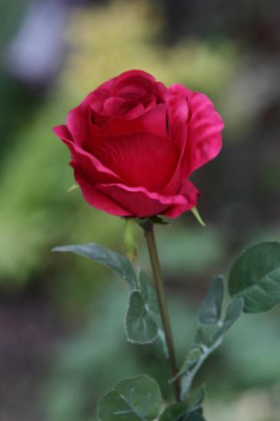 Large Bud Rose Red