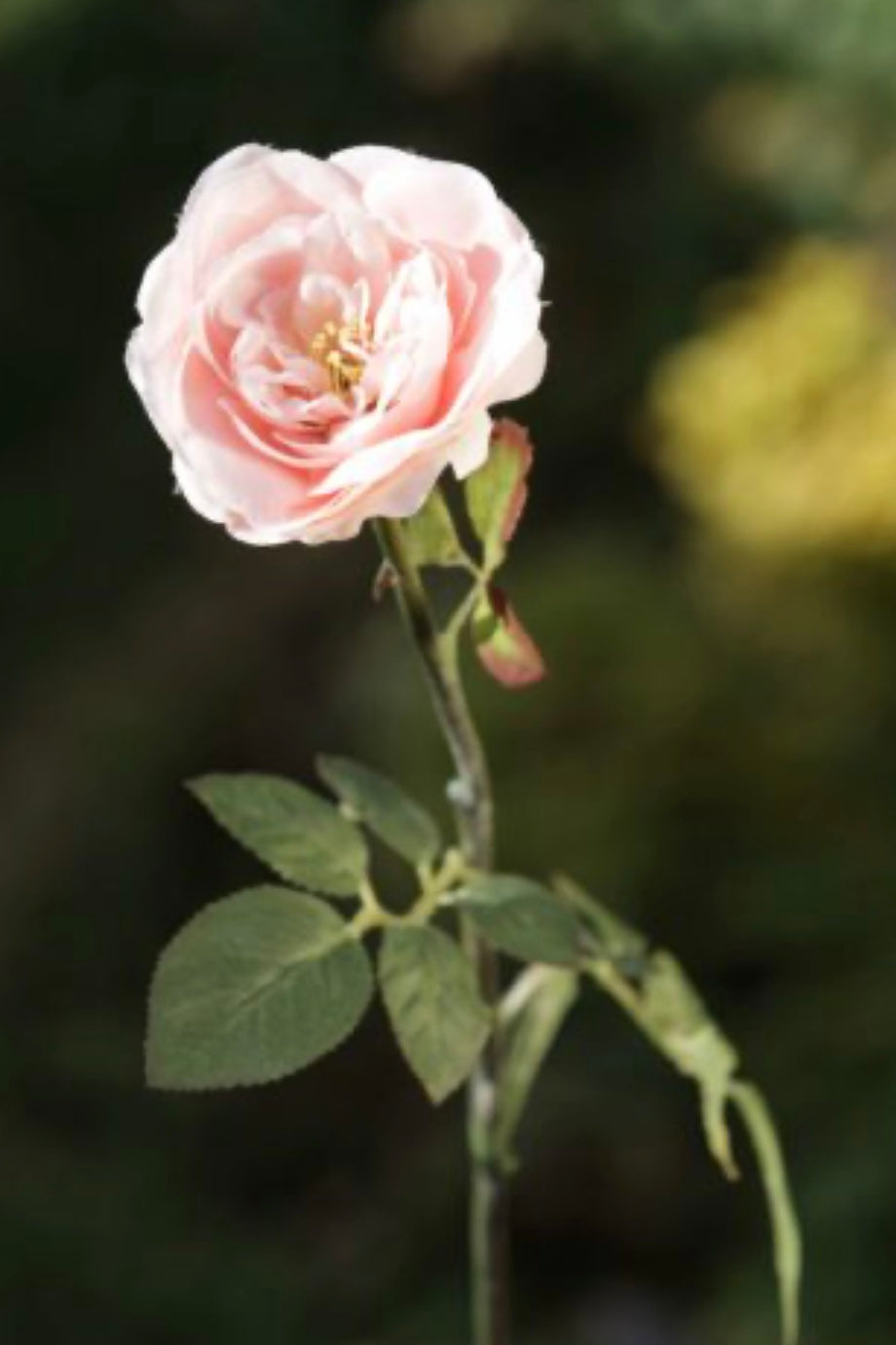 Old English Rose Blush Pink