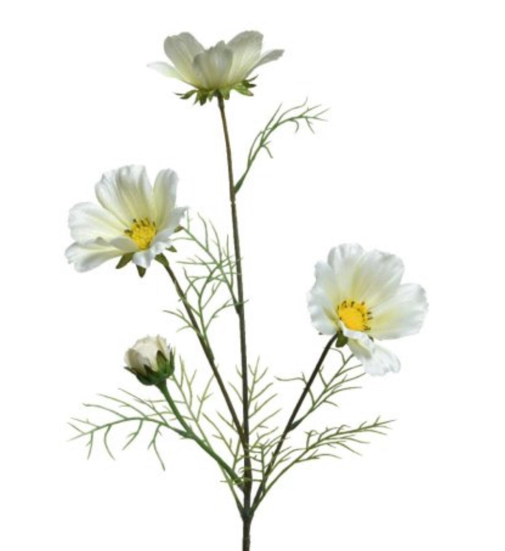 Coreopsis Stem