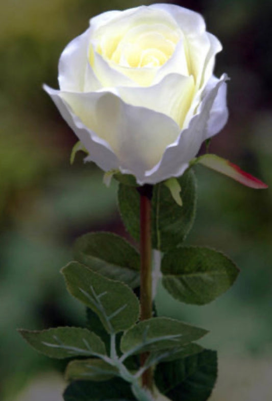 Large Bud Rose Ivory