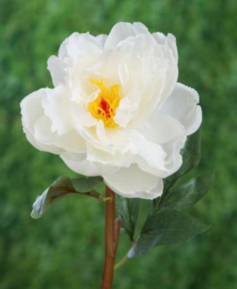 Peony White