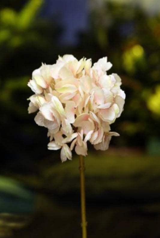 Hydrangea Palest Pink Short Stem