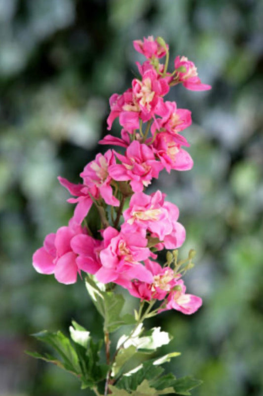 Delphinium Pink